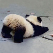 Panda_402 的头像