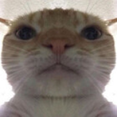 michisenior 的头像