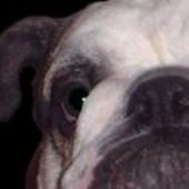 Avatar de BulldogPO