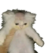 MemeSquid 的头像