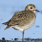 golden_plover さんのアバター