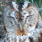 strix_alauco 的头像