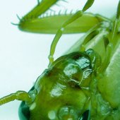 Understanding the Insects Vol. 1