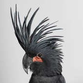 gothparrot 的头像