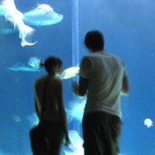 Aquarium