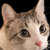 Avatar for gustavok1