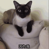 Bomb7723 的头像
