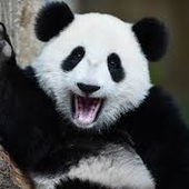 pandaboy110 的头像