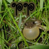 Pseudopaludicola