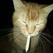 Buzingus 的头像