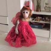 Avatar for macaquinhapunk