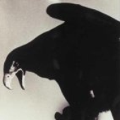 Avatar for theraven1982