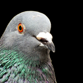 protopigeon için avatar