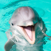 Avatar für dolphincam