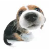 failpuppy420 的头像