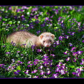 Avatar for ferret_12