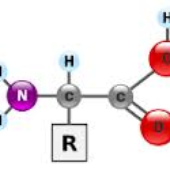 Avatar di urmineprotein