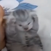 dietmntnd3w 的头像