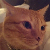 unrealnightcat 的头像