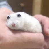Avatar for whyamifish