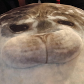 Avatar for Andrewshhell