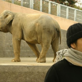 象