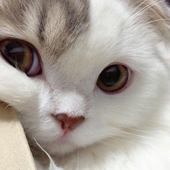 bonbun 的头像