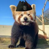 Avatar for rtheo133