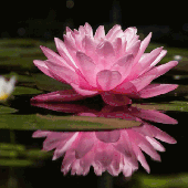 Avatar for Lotus__
