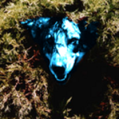 Avatar for raindog_mx