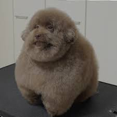 Tonkisa 的头像