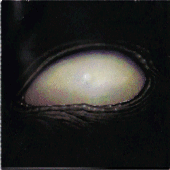 Aenima-2