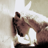 vox_vocis_phoca 的头像