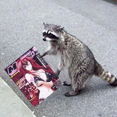 WhogiRaccoon 的头像