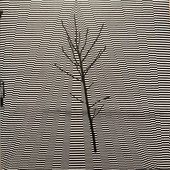 A Forest