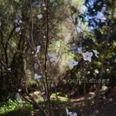 gentleness