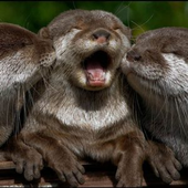 Trash_Otter 的头像