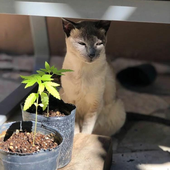 Carlos_KidA 的头像