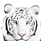 SKA_TIGER için avatar