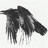 Feather_eagle 的头像