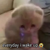 zaneinhales 的头像