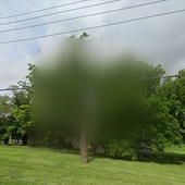 tree.png