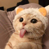 firankazlidla 的头像