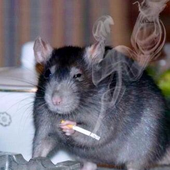 ratodebic 的头像