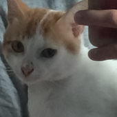 cccheeze2 的头像