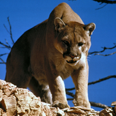 Avatar for xXCougarLoverXx