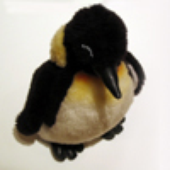 Plushpenguin さんのアバター