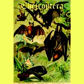 Cheiroptera