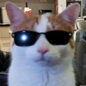 Avatar de ProgressiveTaco