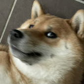 tomoakism 的头像